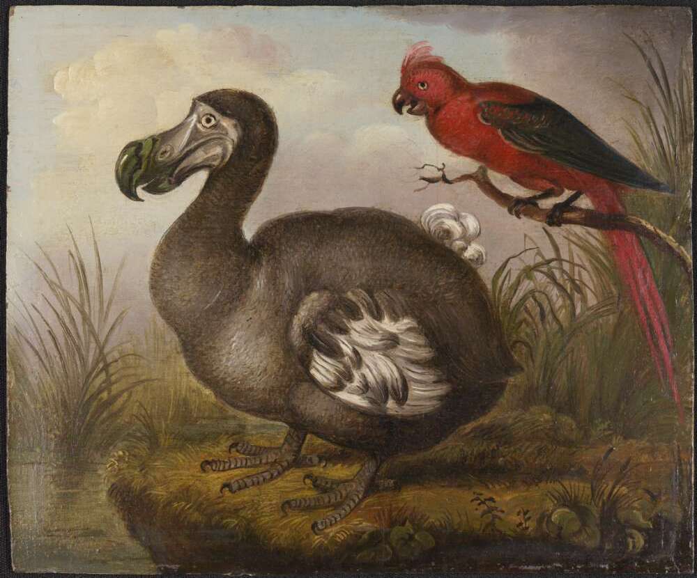 An illustration of a dodo and a red parakeet